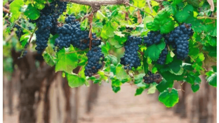Vinho uruguaio