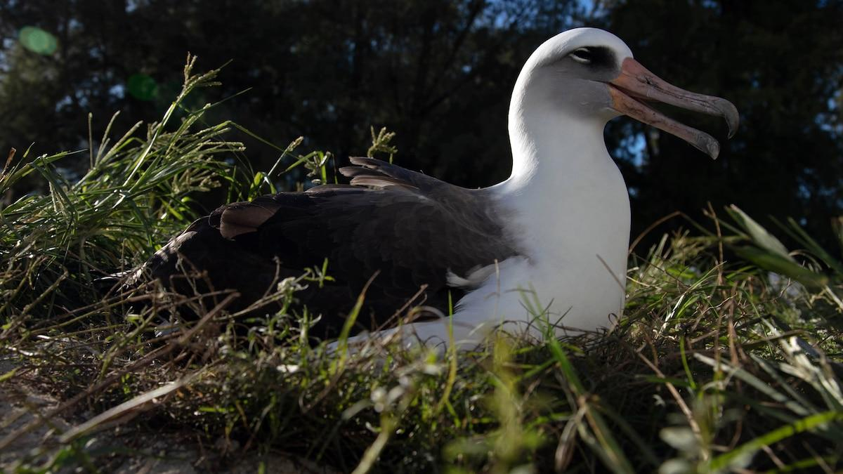 Em destaque: Ave selvagem mais velha já identificada foi marcada há quase 70 anos e ainda aparece na ilha onde cientistas a encontraram