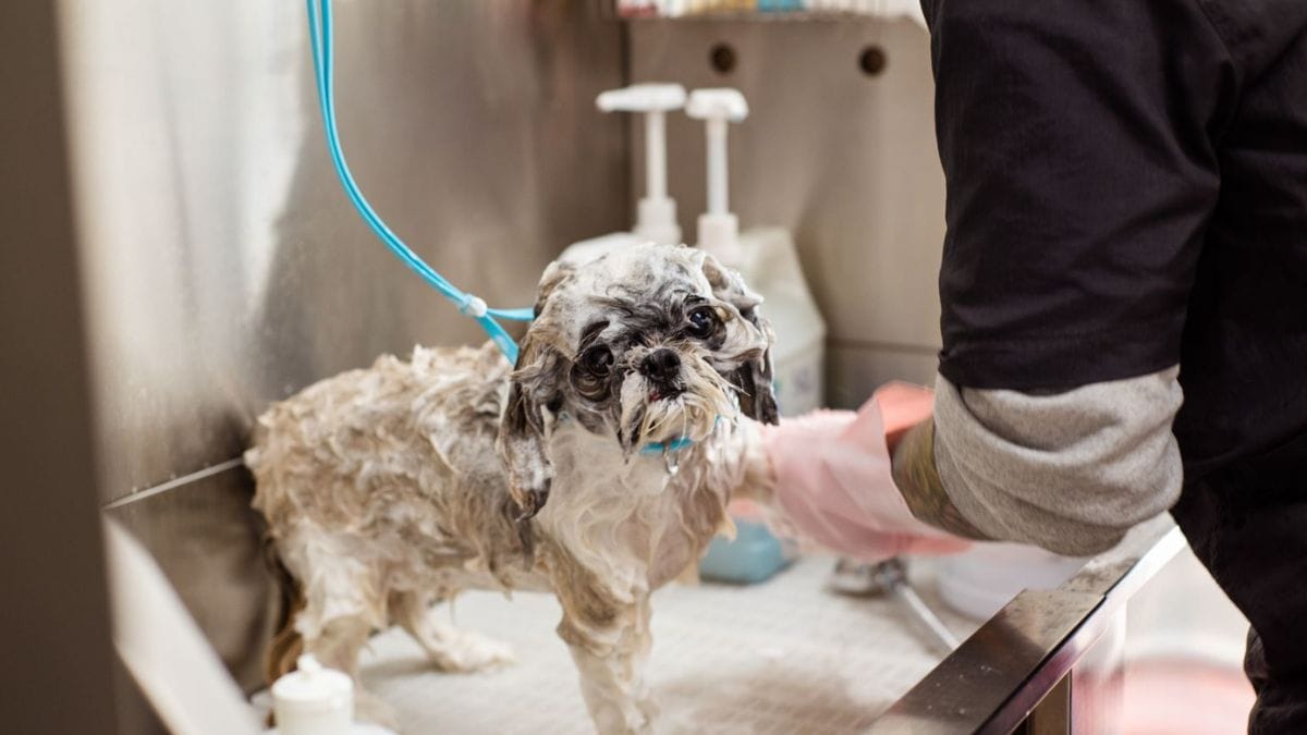 Cão levado para banho perde a vida após ficar 15 minutos sem vigilância e clínica terá de indenizar tutores em R$ 6,9 mil