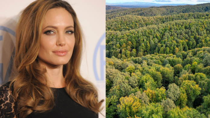 Angelina Jolie comprou uma floresta e hoje a área protege animais ameaçados e transforma comunidades