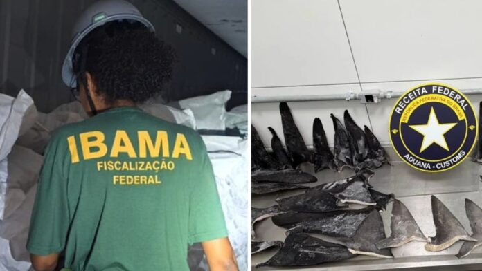 fotos de barbatanas apreendidas em Itapoá e agente do Ibama de costas