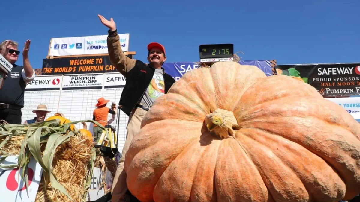 Abóbora gigante de 1.432 kg pode entrar para a história dos recordes mundiais após vencer concurso regional (Foto: Aric Crabb, Bay /Area News Group)