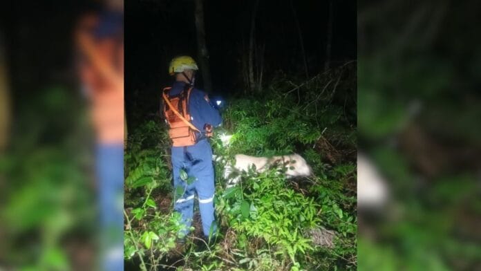 Foto mostra bombeiros e o cachorro na rua nas buscas pelo homem desaparecido em Florianópolis