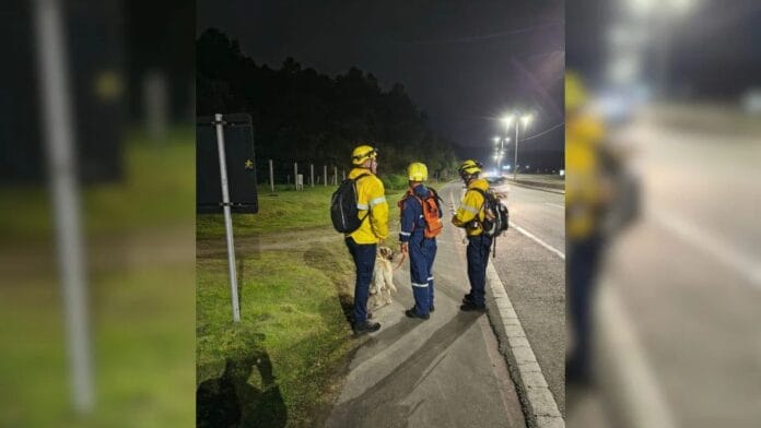 Foto mostra bombeiros e o cachorro na rua nas buscas pelo homem desaparecido em Florianópolis