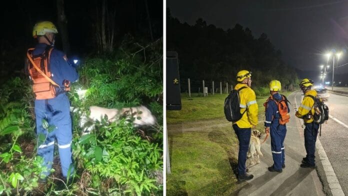 Foto mostra bombeiros e o cachorro na rua nas buscas pelo homem desaparecido em Florianópolis