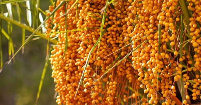 Fruto tradicional de SC ganha novos sabores e espaço na economia familiar com cerveja artesanal, licores e sobremesas