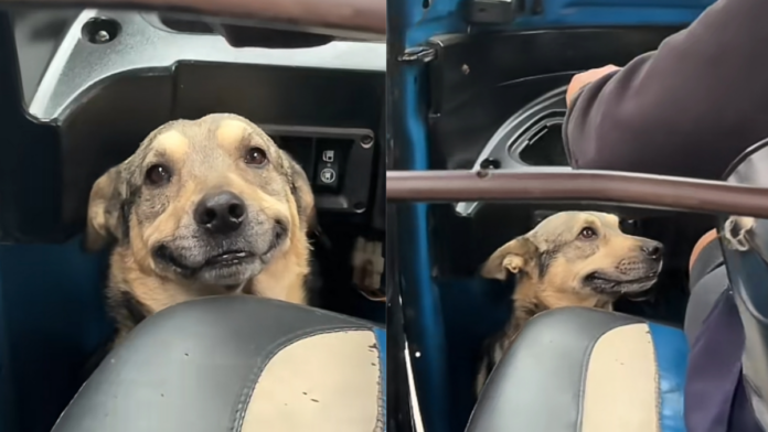 Cachorro trabalha como motorista ao lado do melhor amigo e conquista a web com registro de felicidade: “Grande companhia”