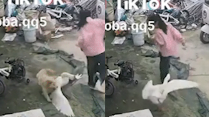 Cachorro vira super-herói ao salvar menina de 9 anos de ataque de ganso