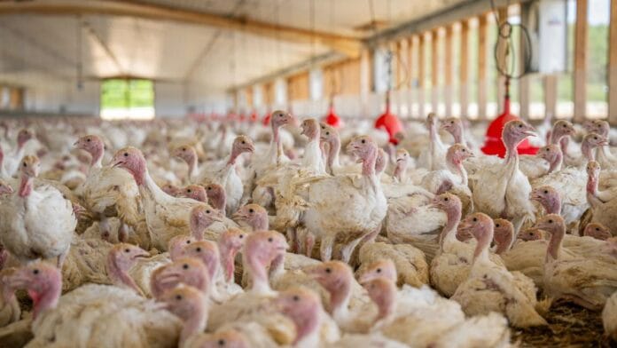 Doença de Newcastle coloca 1,6 mil propriedades sob vigilância em SC e interrompe exportação de frango para China