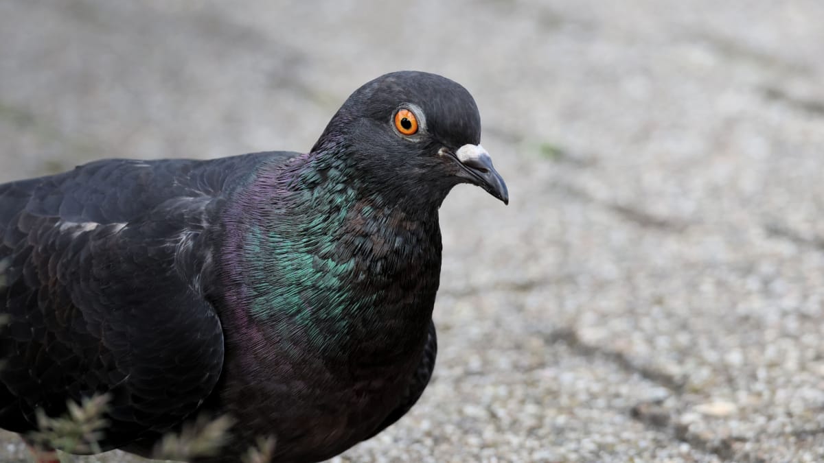 A psitacose é uma infecção bacteriana que pode ser transmitida pela inalação de partículas provenientes de aves infectadas (Foto: Chinstrap/ Pexels)