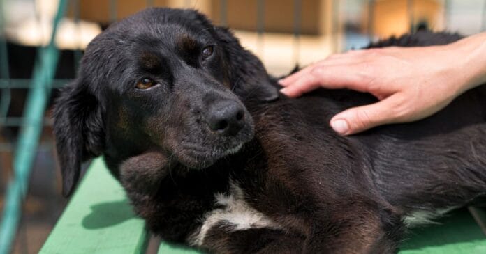 Mulher relata tiro contra cão, mas PM encontra indícios de maus-tratos em SC