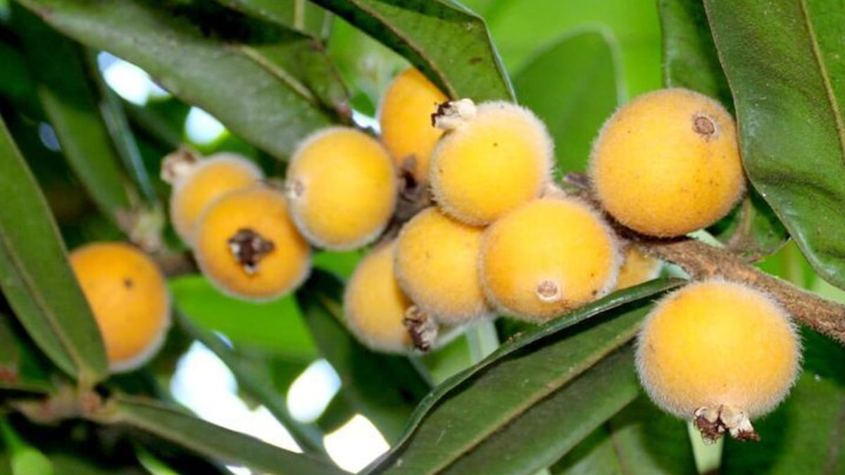 Parecida com uma jabuticaba amarela, a cabeludinha chama a atenção pela aparência aveludada (Foto: Daniela Branco/ Wikimedia Commons)