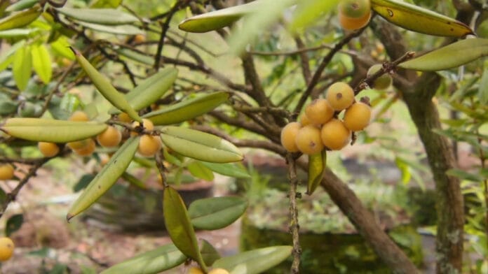 Cabeludinha é uma fruta brasileira pouco conhecida, com casca amarela coberta por pelos finos e claros (Reprodução: Fábrica de Árvores/ YouTube)