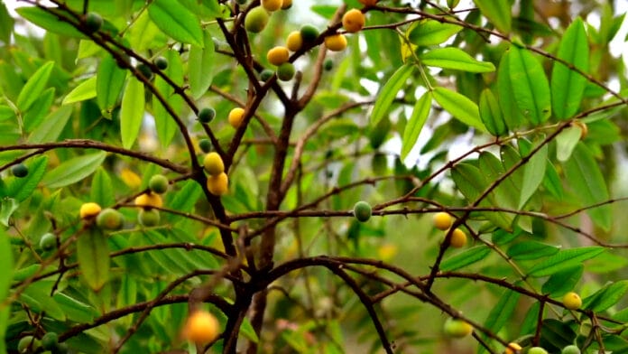 Nativa do Brasil, a cabeludinha também é conhecida como jabuticaba-amarela e peludinha (Reprodução: Fábrica de Árvores/ YouTube)