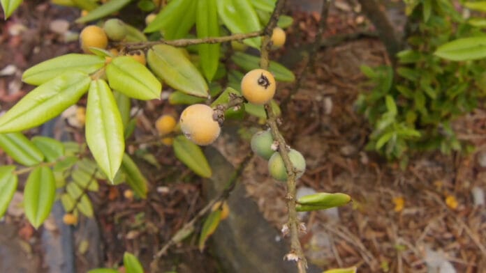 Pequena e arredondada, a cabeludinha amadurece na primavera e ainda é pouco encontrada no comércio (Reprodução: Fábrica de Árvores/ YouTube)
