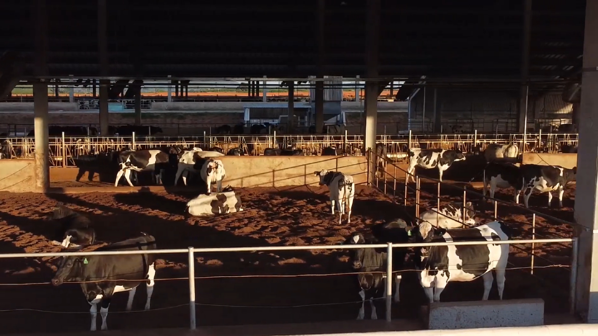 O conforto térmico do rebanho é uma das prioridades da fazenda, onde as temperaturas podem ultrapassar os 35°C no verão (Reprodução: Fazenda Bela Vista/ YouTube)