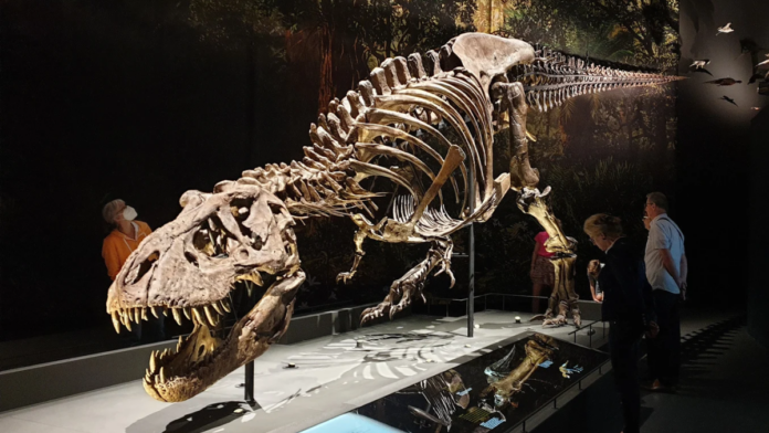 Fóssil de dinossauro é vendido por R$ 254,6 milhões em doze minutos de leilão