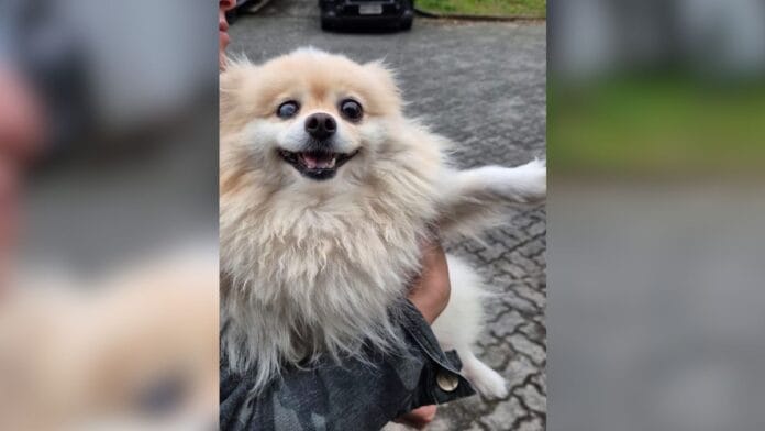 Cachorro da raça Lulu da Pomerânia, que pode custar cerca de R$ 5 mil, é furtado e quase acaba sendo vendido em Joinville