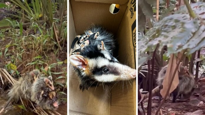 Gambá resgatada após ataque de cão adota sete filhotes órfãos e volta à natureza em Blumenau