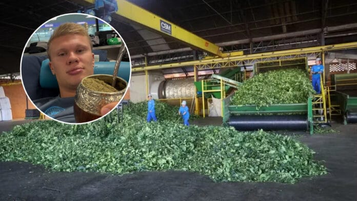 Haaland compartilhou imagem tomando mate (Foto: X, Reprodução / Divulgação, Ervateira Verdelandia)