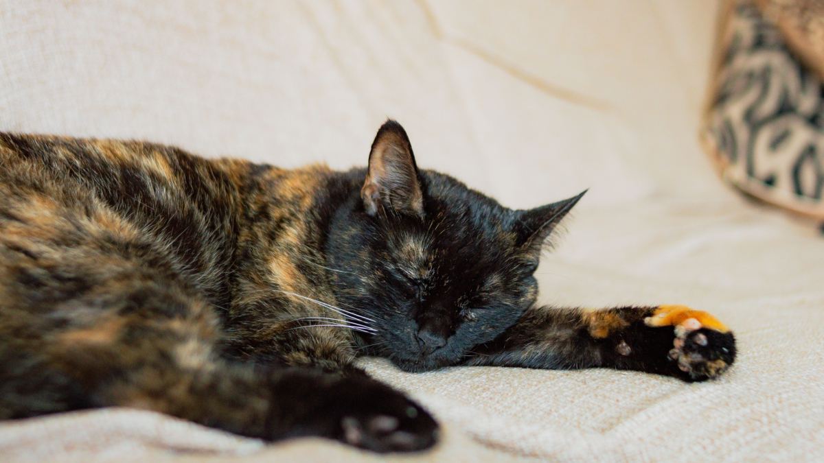 Estudos sobre comportamento felino mostram como a confiança influencia o vínculo entre gatos e humanos (Foto: Ivett M/ Pexels)