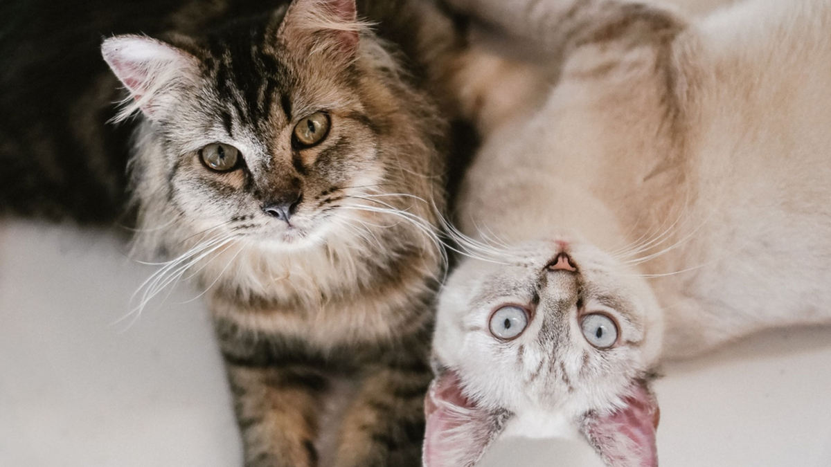 Nem sempre quem oferece mais carinho conquista a atenção do gato; respeitar sua vontade também faz diferença (Foto: Kenneth Surillo/ Pexels)