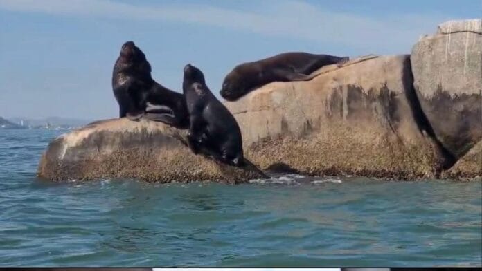 Vídeo mostra leões-marinhos descansando em pedras no mar em SC