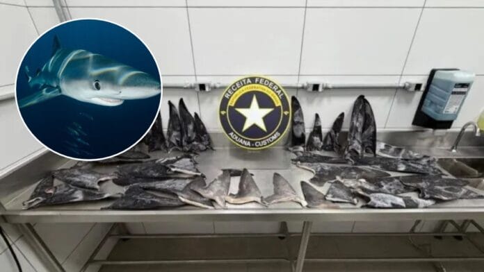 “Quase 20 mil tubarões sacrificados”: apreensão de barbatanas em porto de SC é uma das maiores da história e indica matança no mar