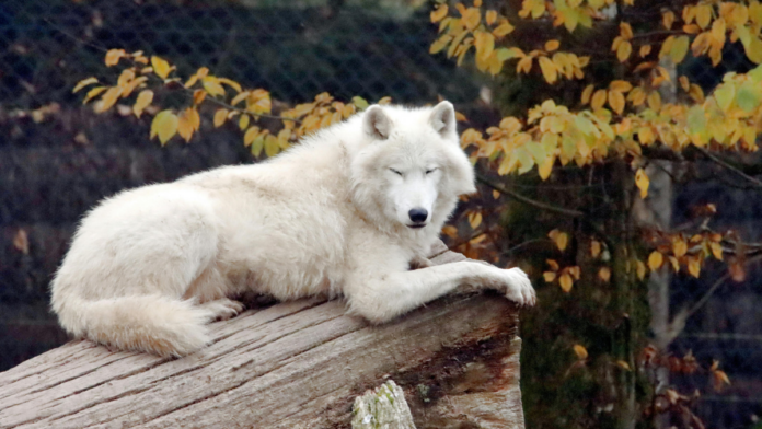 Menina de 8 anos fica gravemente ferida após ser atacada por lobo em zoológico; relembre outros casos