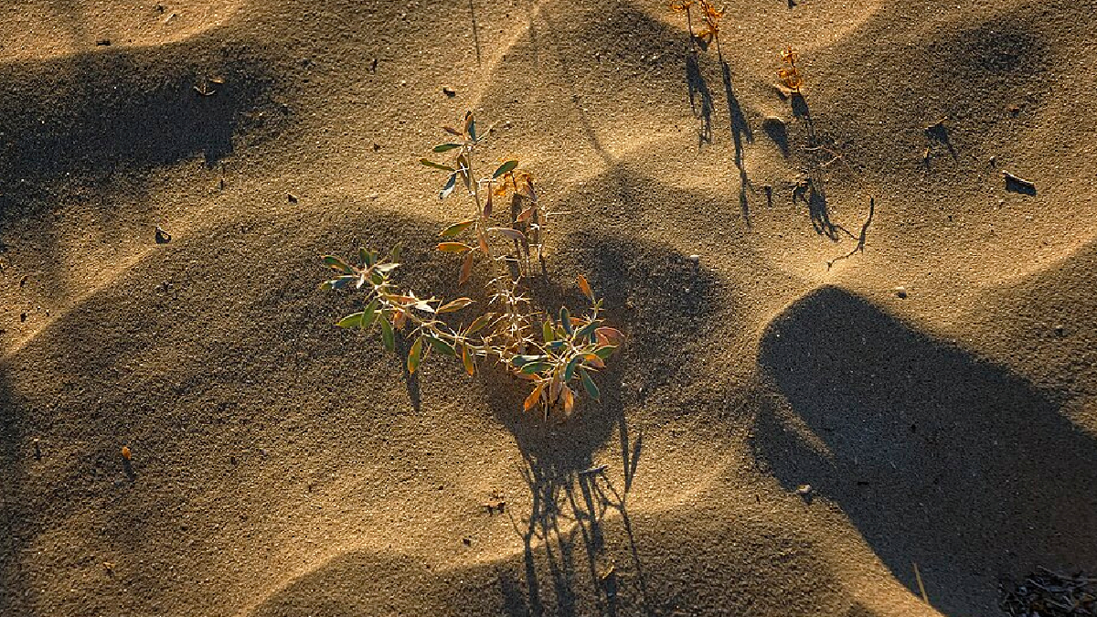 O Uzbequistão aposta no plantio de saxaul e outras espécies resistentes à aridez para conter os efeitos da desertificação (Foto: NatalieChunina/ Wikimedia Commons)