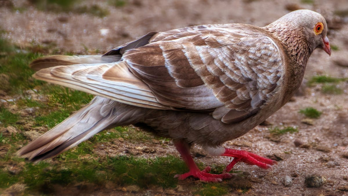 Apesar das semelhanças com os pombos, as rolas apresentam características físicas que ajudam a diferenciar as espécies (Foto: Paparazzi Ratzfatzzi/ Pexels)