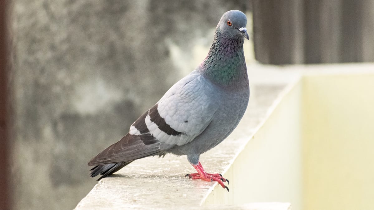 Fezes secas de aves podem liberar partículas contaminadas no ar, por isso a limpeza exige cuidados para evitar a inalação de poeira (Foto: Rajesh S Balouria/ Pexels)