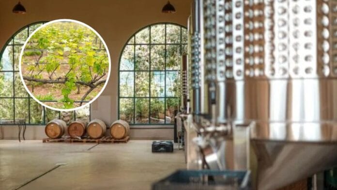 Rota das Uvas: conheça a produção de vinhos de inverno no coração do Brasil
