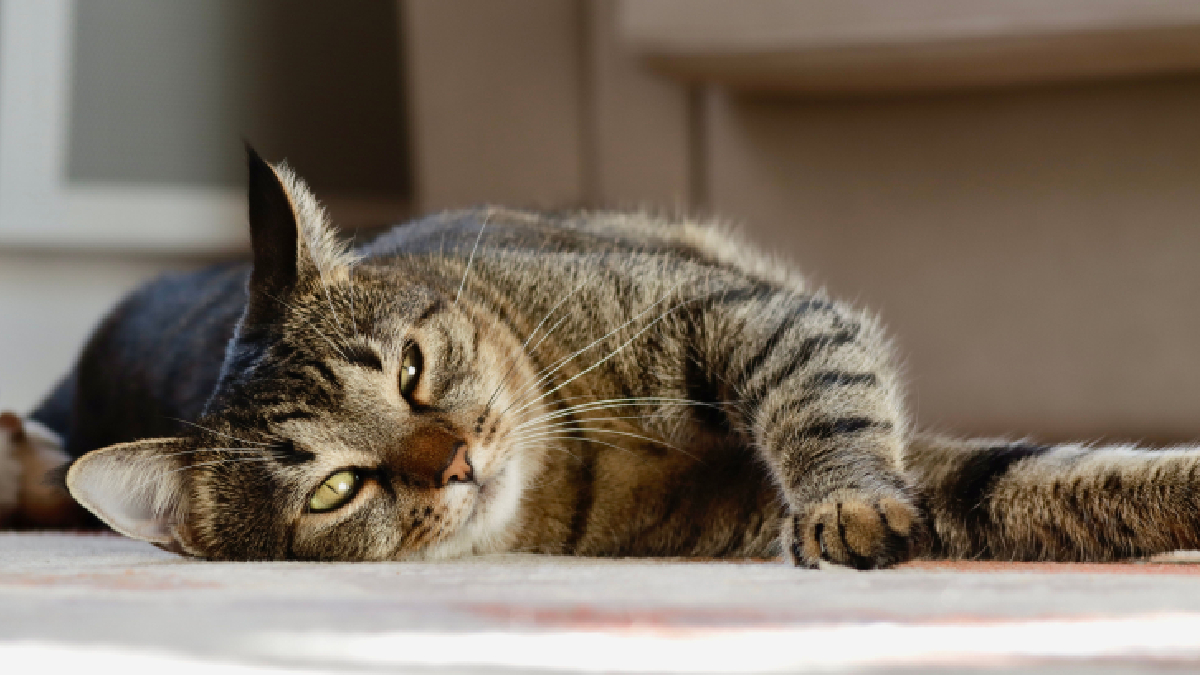 Observar os sinais do gato ajuda a entender quando ele deseja receber carinho ou prefere ficar sozinho (Foto: Sandin Redzo/ Pexels)