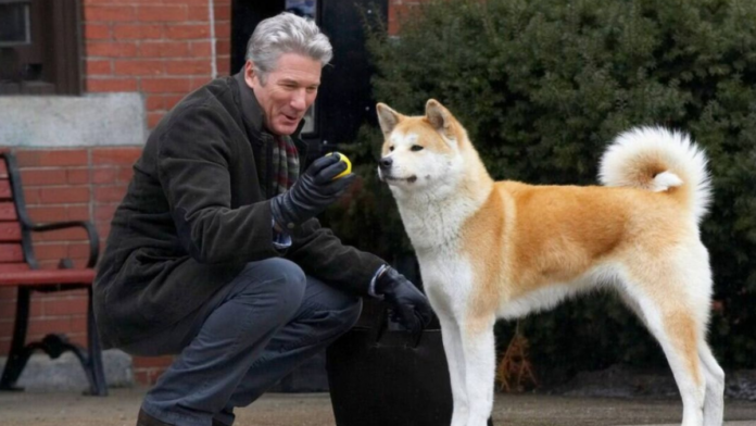 Sempre ao seu Lado: filme é baseado em história real do cão que passou 10 anos esperando pelo dono antes de morrer