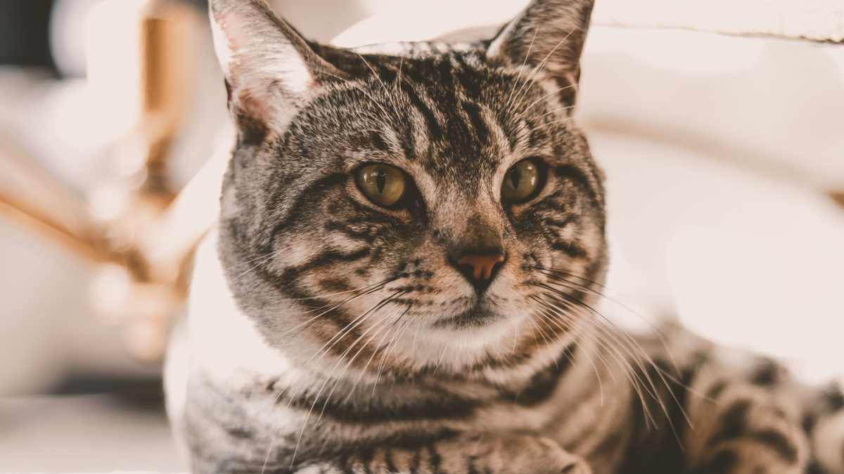 A aproximação espontânea é um dos sinais de que o gato se sente confortável e seguro perto de uma pessoa (Foto: Talal Hakim/ Pexels)