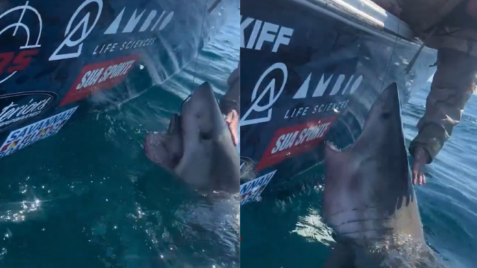 Tubarão-branco avança na direção de mulher após ela tentar tocar no animal em barco