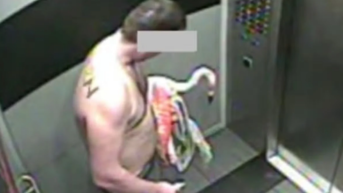 Turista pode pegar até quatro anos de prisão após beber 40 cervejas e sequestrar flamingo em hotel