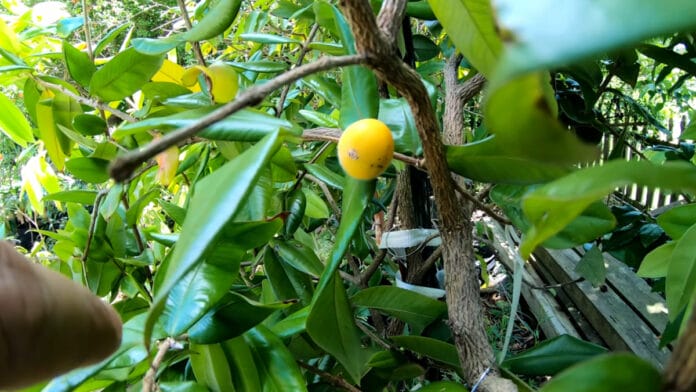 Com uma casca delicadamente peluda, a cabeludinha é uma das frutas nativas que despertam a curiosidade dos brasileiros (Reprodução: Virginia Fruit Grower/ YouTube)