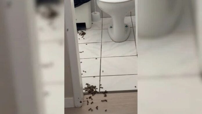 abelhas na Carmela Dutra