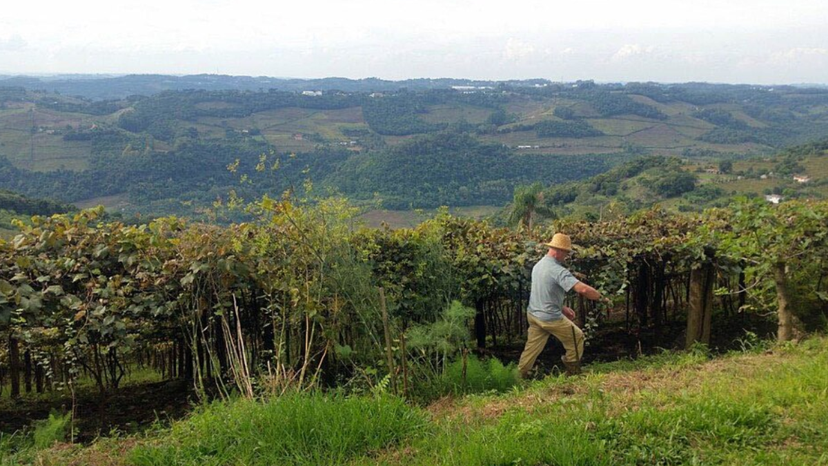 Vinhedos fazem parte de uma estrutura que reúne aproximadamente 3 mil hectares na Serra Gaúcha (Foto: Daniel Isaia / Agência Brasil)
