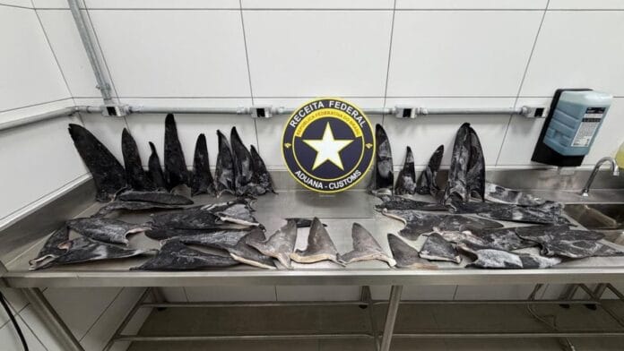 Barbatanas de tubarão escondidas em contêiner são interceptadas antes de exportação em SC