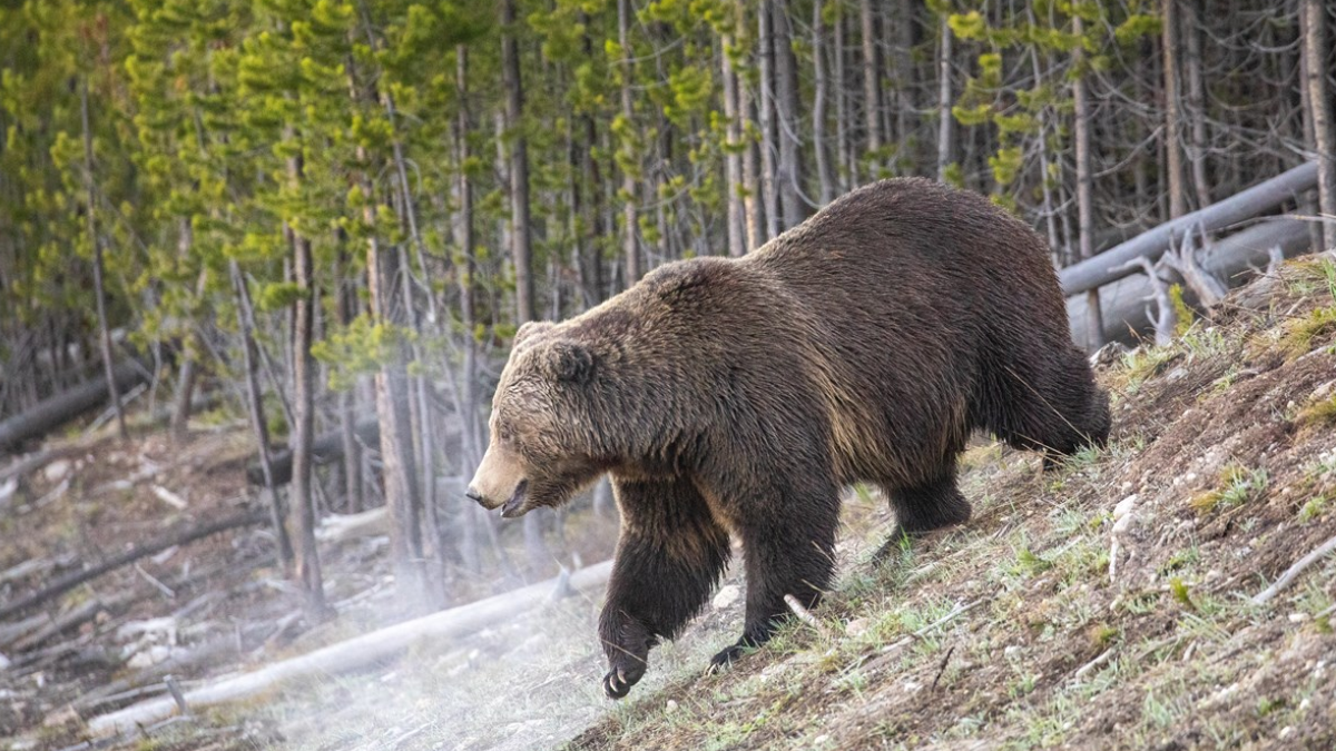 Todo Yellowstone é considerado habitat de ursos, inclusive áreas próximas a estradas, estacionamentos, passarelas e às atrações mais visitadas (Foto: Jim Peaco / NPS)