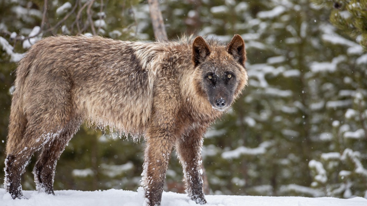 Lobos foram reintroduzidos em Yellowstone entre 1995 e 1997, e atualmente ocupam grande parte do parque, especialmente sua região norte (Foto: Jim Peaco / NPS)