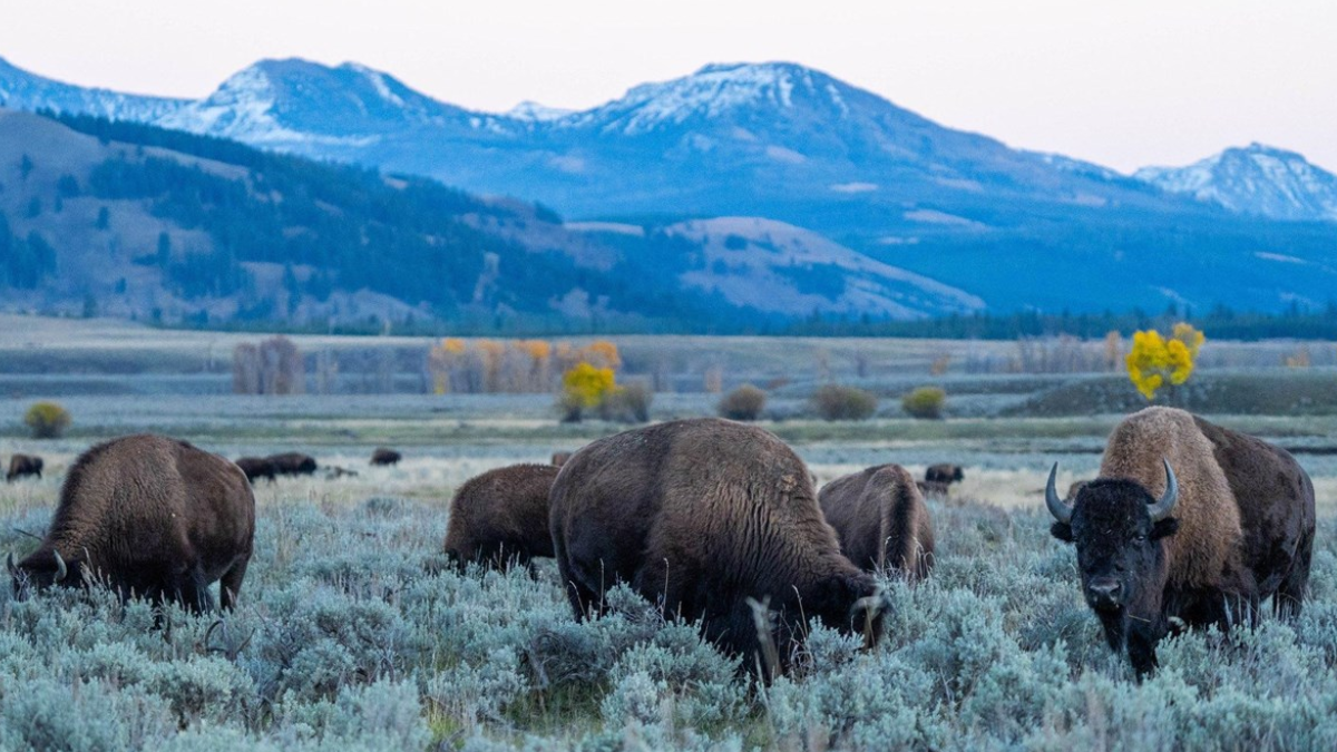 Yellowstone preserva a maior população de bisões em terras públicas dos Estados Unidos, com animais encontrados durante todo o ano nos vales Hayden e Lamar (Foto: Brett Raeburn / National Park Yellowstone)