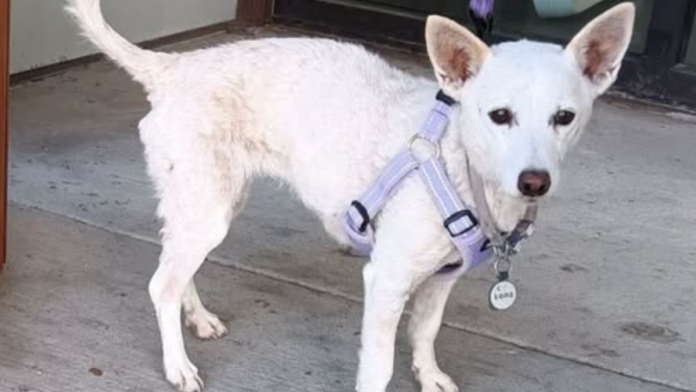 Cachorrinha sobrevive 34 dias em Yellowstone, entre ursos e lobos, e reencontra família