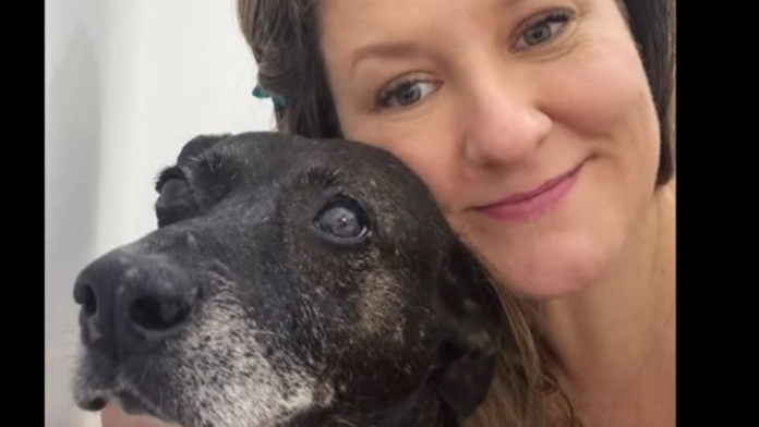 Cadela passa 12 anos esperando por adoção e ganha família no dia do aniversário