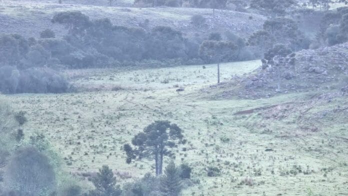 Região mais fria do Brasil amanhece com -2°C e paisagens congeladas em plena primavera; veja fotos