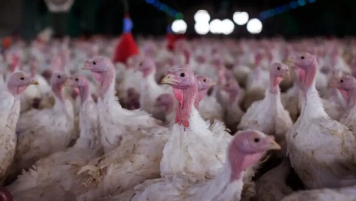 México suspende importação de frango e ovos do Brasil após confirmação de doença de Newcastle em granja de SC