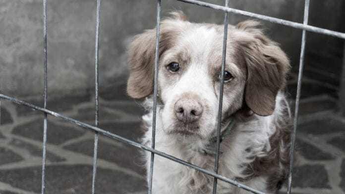 Cerca de 30 animais são encontrados abandonados e acorrentados em imóvel precário na Serra de SC